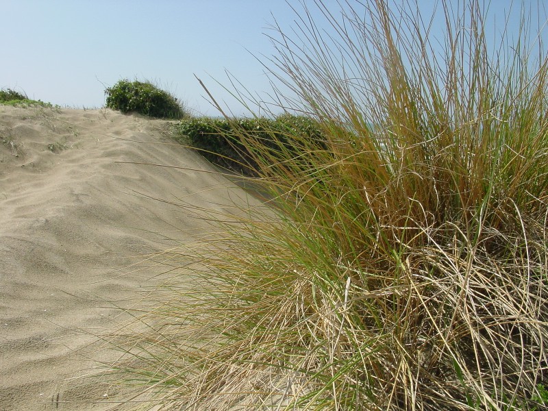 Le dune di Castel Porziano